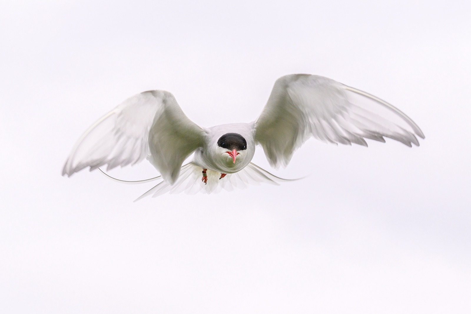 Defensive Tern in front of Grey Sky - Rudolf Hummel