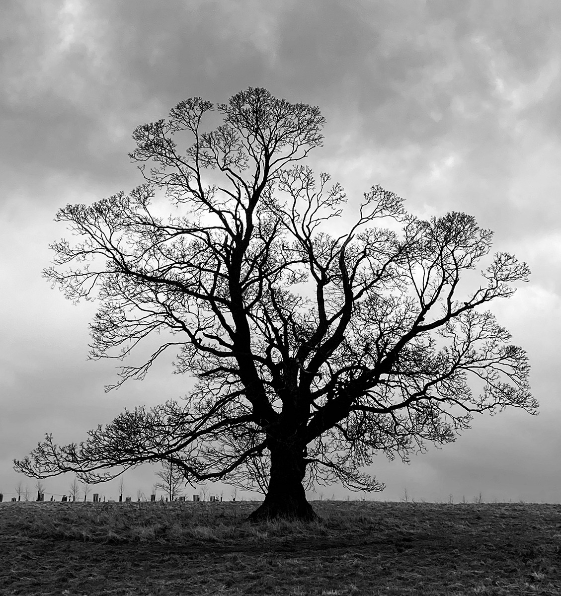 Tree In Winter - Sally Heaphy